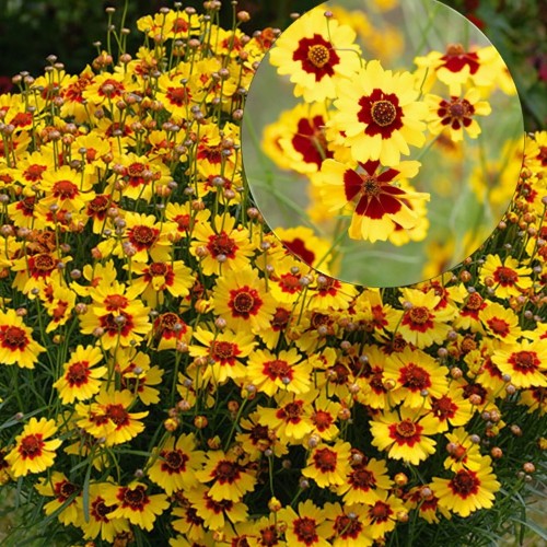 Coreopsis lanceolata 'Pineapple Pie' - Süstjas neiusilm 'Pineapple Pie'